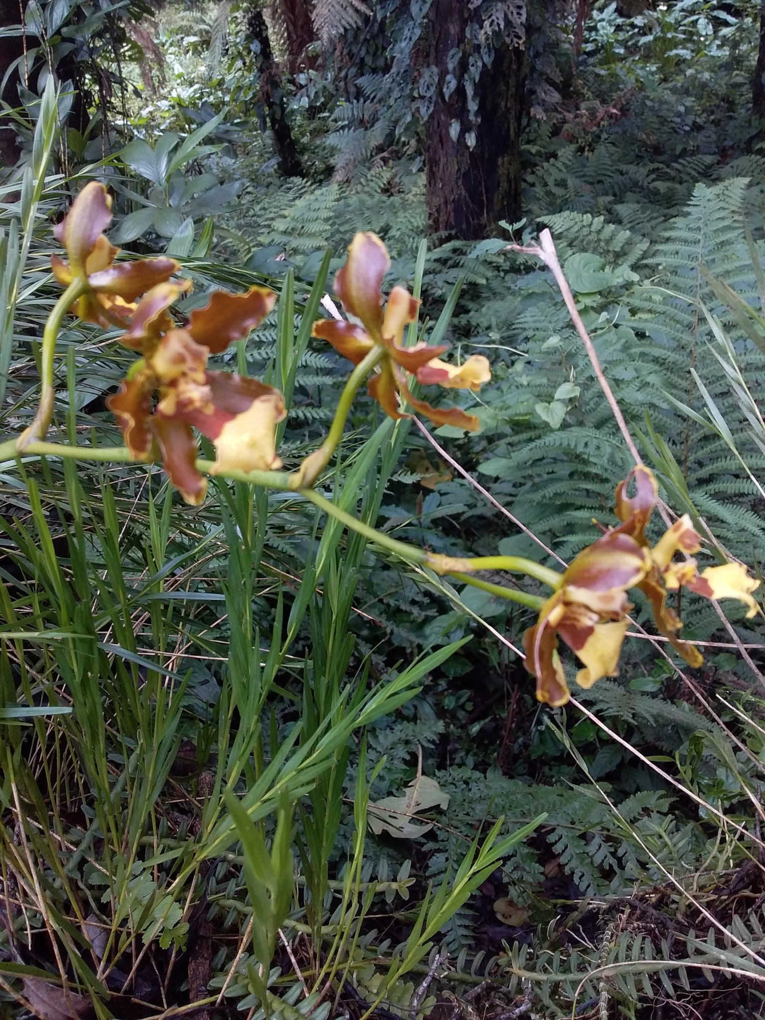 Oncidium olingatum